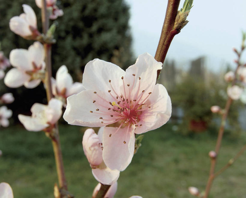 无人,横图,室外,特写,白天,美景,植物,景观,草,花,花瓣,花朵,桃树,自然,桃,景色,摄影,生长,生物学,雄蕊,自然风光,万里无云,彩图
