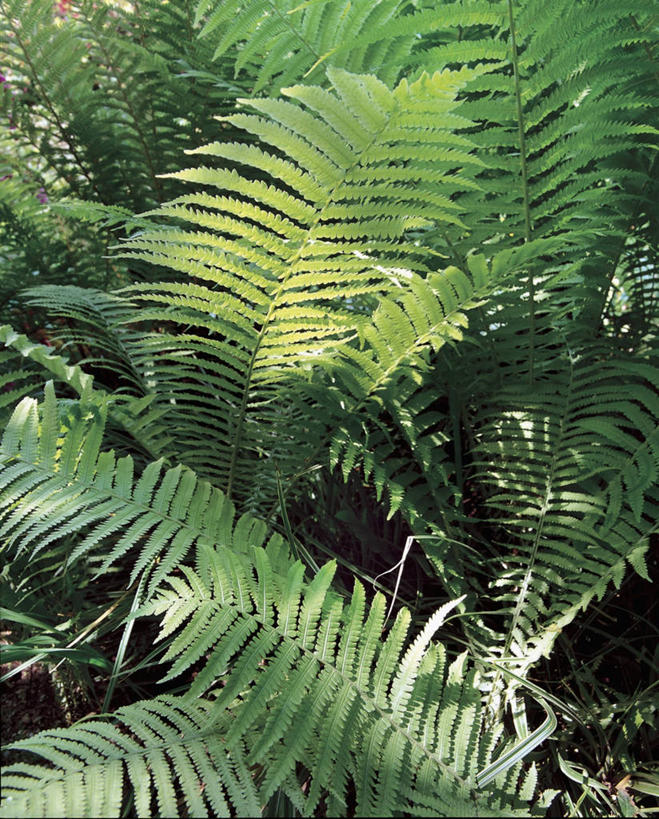 无人,竖图,室外,特写,白天,植物,叶子,树,绿色,自然,摄影,生长,成长,蕨类,生物学,蕨类植物,鳞毛蕨,彩图