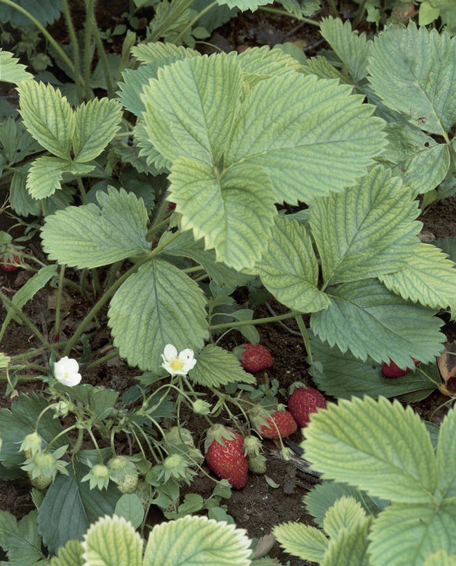 无人,竖图,室外,特写,白天,美景,植物,草莓,水果,叶子,景观,花朵,绿色,自然,景色,摄影,生长,生物学,自然风光,野草莓,彩图