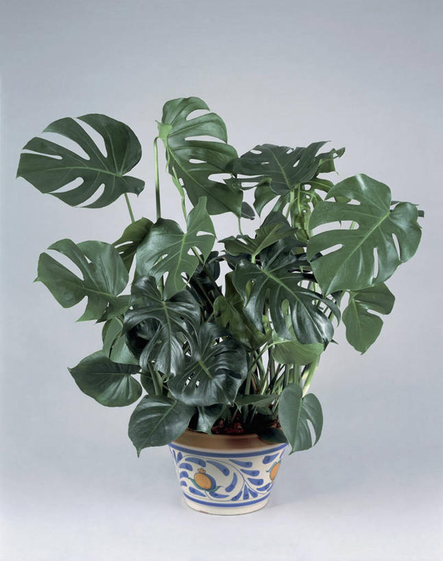 无人,竖图,室内,特写,植物,微生物,叶子,花盆,细菌,园艺,一个,自然,生物,摄影,生长,单个,生命体,彩图,影棚拍摄,原核生物