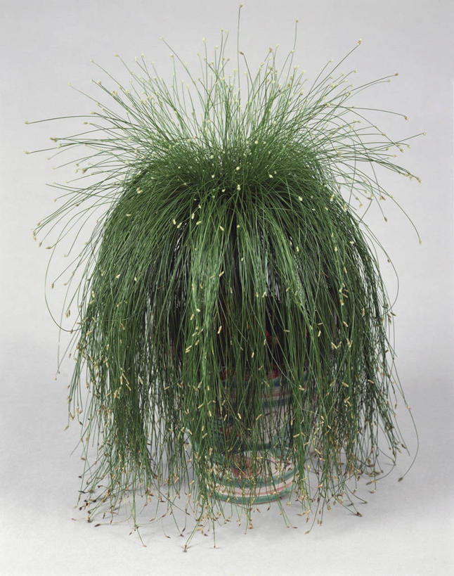 无人,竖图,室内,特写,植物,花盆,园艺,一个,自然,摄影,生长,单个,莎草,彩图,影棚拍摄