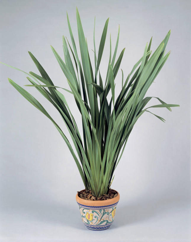 无人,竖图,室内,特写,植物,叶子,花盆,园艺,亚麻,一个,自然,摄影,生长,单个,彩图,影棚拍摄