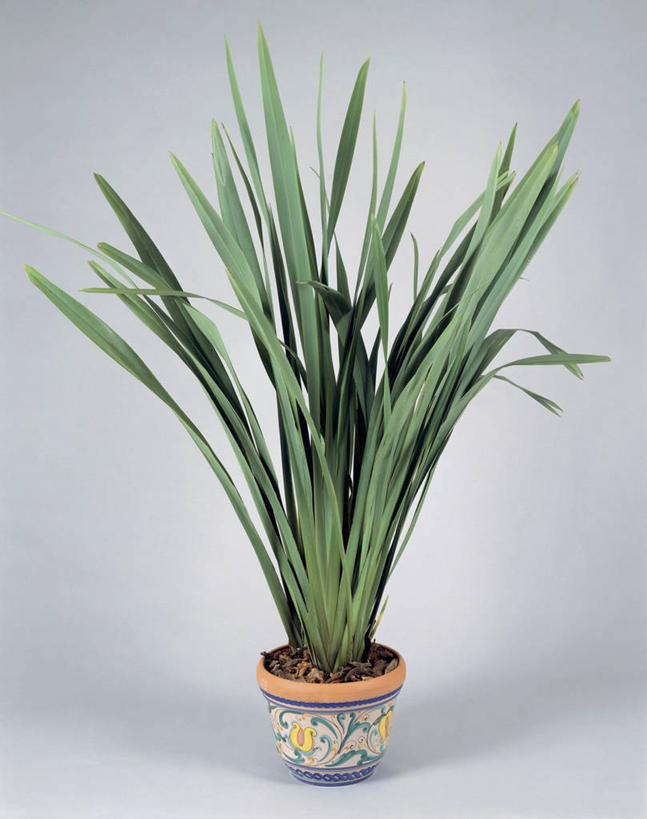 无人,竖图,室内,特写,植物,叶子,花盆,园艺,亚麻,一个,自然,摄影,生长,单个,彩图,影棚拍摄