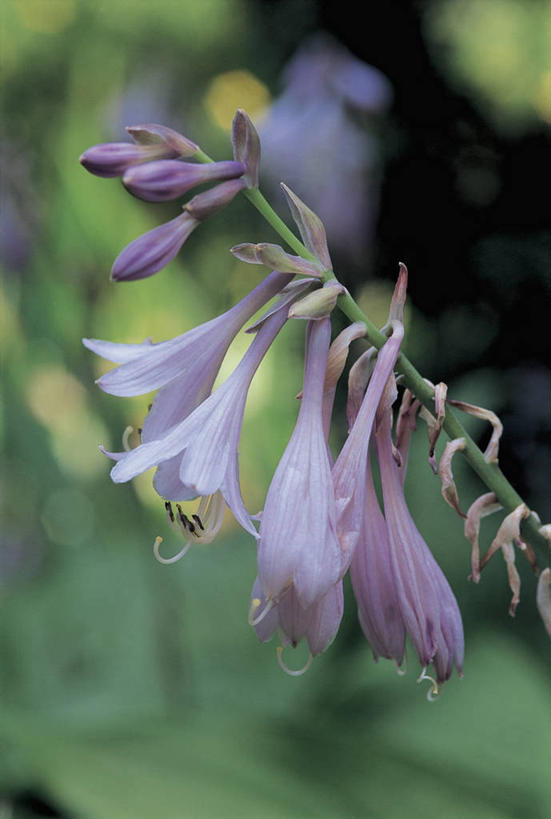 无人,竖图,室外,特写,白天,植物,百合花,茎,花蕾,花瓣,自然,摄影,生长,彩图,百合科