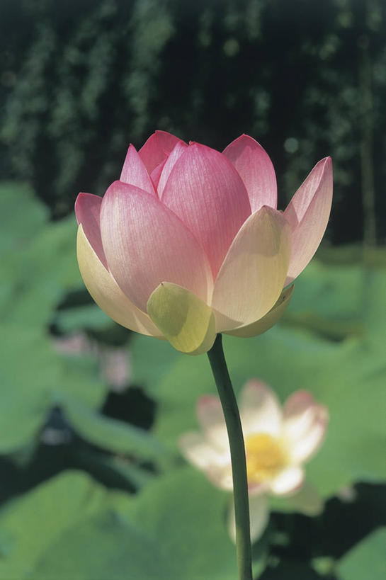 无人,竖图,室外,特写,白天,美景,植物,莲花,睡莲,景观,茎,花,花瓣,自然,景色,摄影,生长,自然风光,纯真,妖艳,水芹花,抒情,洁净,水洋花,小莲花,子午莲,彩图