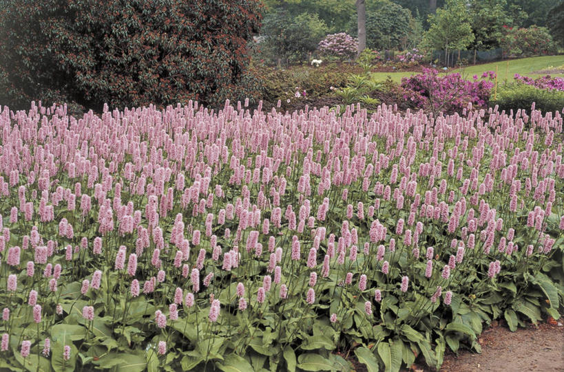 无人,横图,室外,白天,美景,植物,叶子,景观,树,粉色,绿色,自然,景色,摄影,生长,成长,自然风光,彩图,蓼