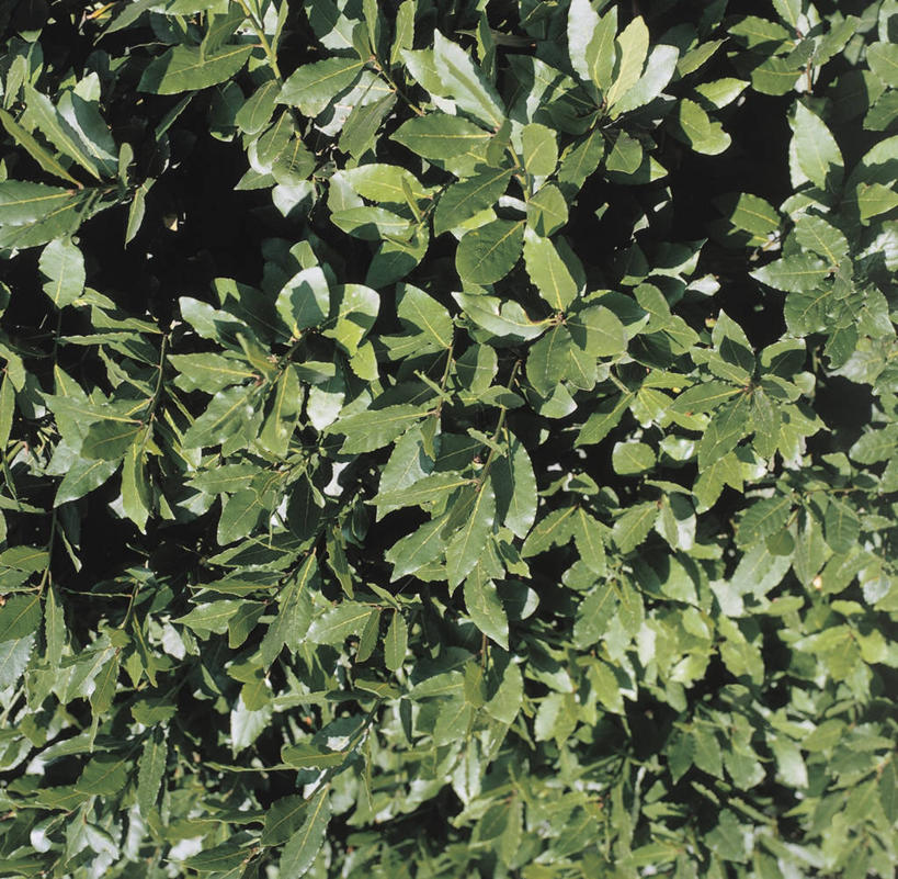 无人,横图,室外,特写,白天,叶子,阴影,树,自然,摄影,生长,草本,月桂叶,香叶,天竺桂,香桂叶,桂叶,月桂,彩图