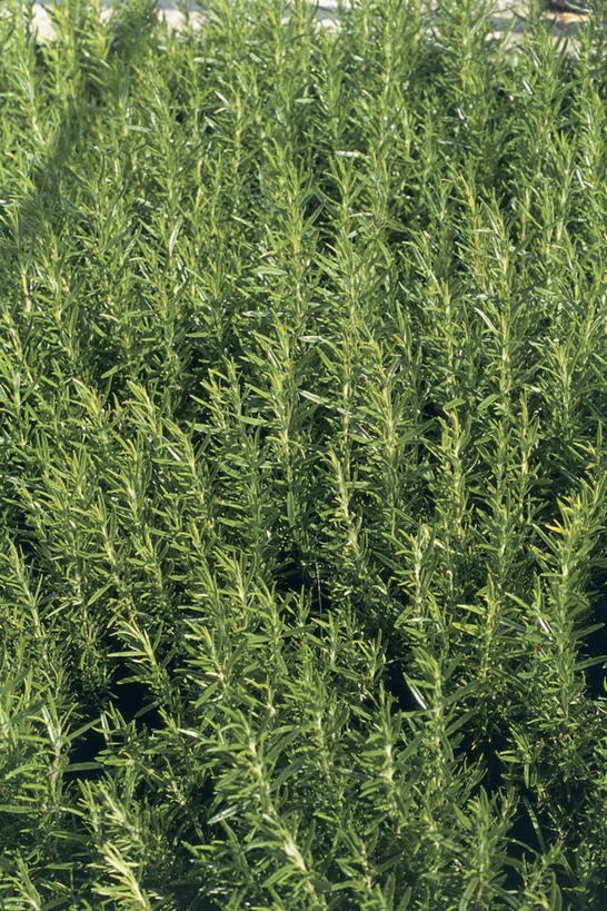 无人,竖图,俯视,室外,白天,植物,叶子,自然,摄影,生长,灌木,迷迭香,草本,彩图,高角度拍摄