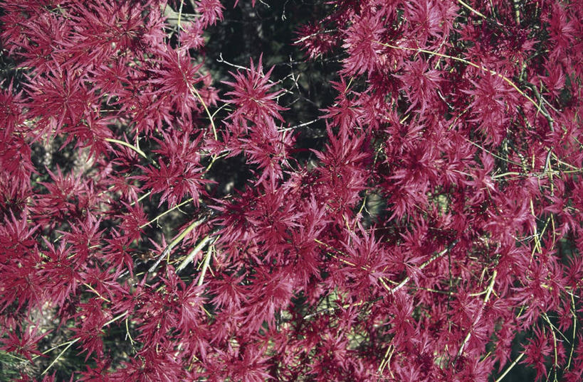 无人,横图,室外,特写,白天,枫树,叶子,枝,树,红色,自然,摄影,生长,鸡爪枫,彩图