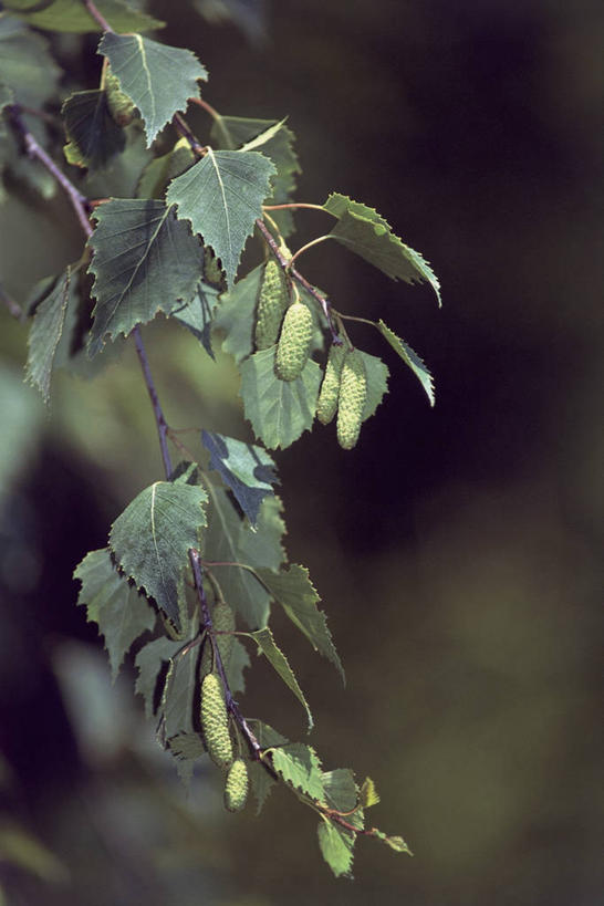 无人,竖图,室外,特写,白天,叶子,枝,自然,摄影,白桦,生长,彩图