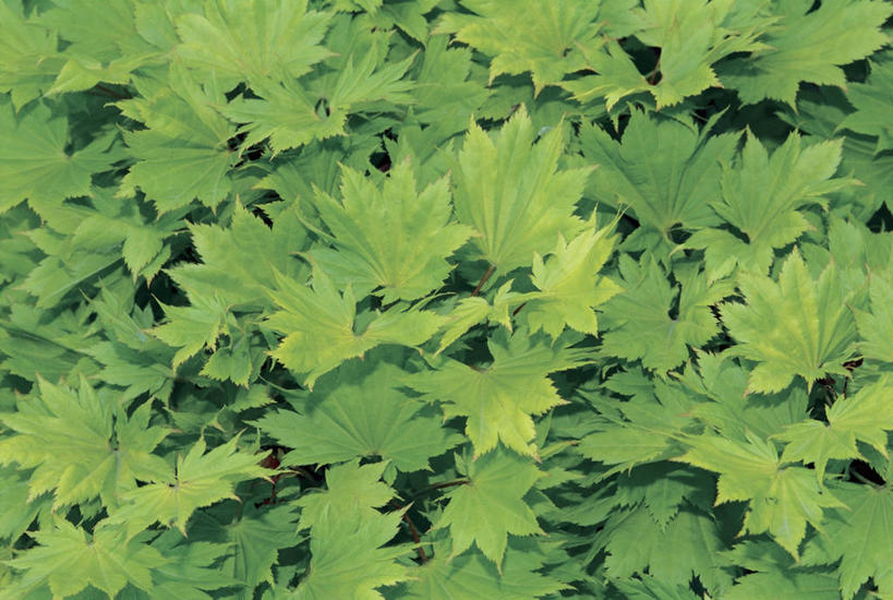 无人,横图,室外,特写,白天,枫树,叶子,树,自然,摄影,生长,彩图