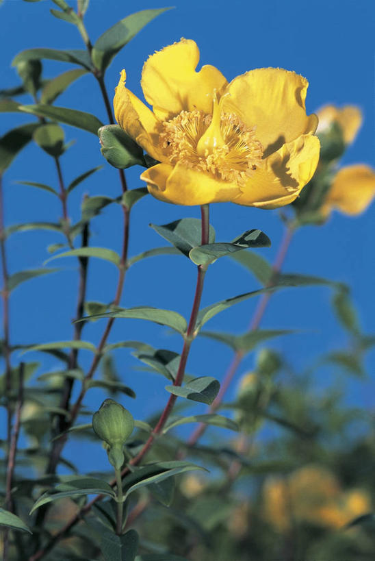 无人,竖图,室外,特写,白天,美景,植物,叶子,景观,茎,花蕾,花,花瓣,黄色,自然,景色,摄影,生长,自然风光,彩图,藤黄,玉黄,月黄