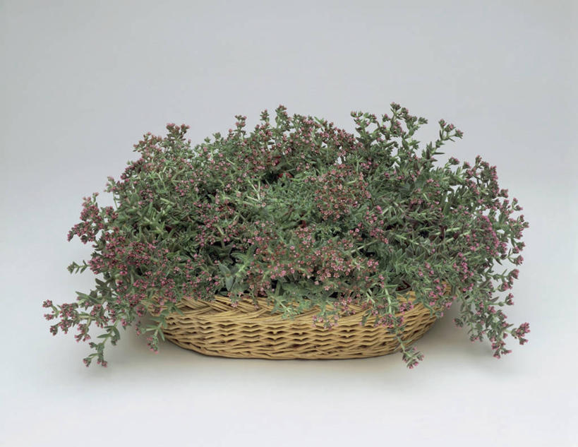 无人,横图,室内,特写,植物,篮子,一个,自然,摄影,生长,单个,彩图,影棚拍摄,肉质植物