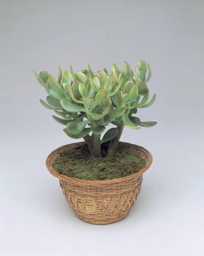 无人,竖图,室内,特写,植物,花盆,篮子,园艺,一个,自然,摄影,生长,单个,玉树,彩图,影棚拍摄,肉质植物