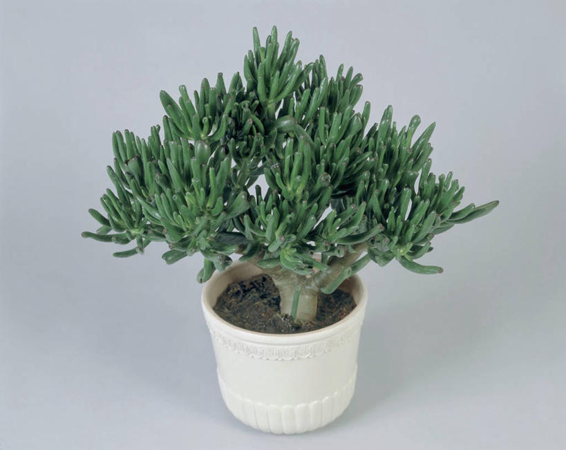 无人,横图,室内,特写,植物,叶子,花盆,园艺,一个,自然,摄影,生长,单个,彩图,影棚拍摄,肉质植物