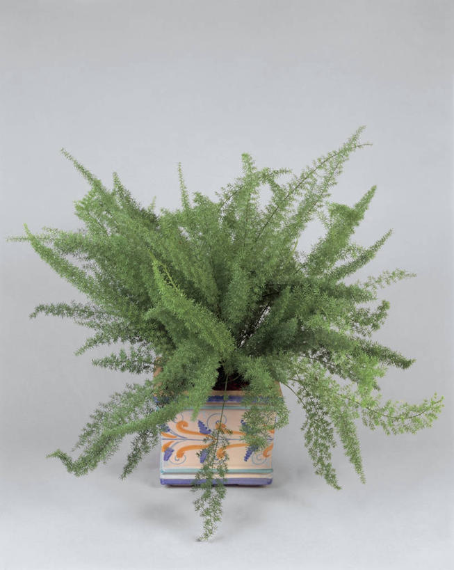 无人,竖图,室内,特写,植物,花盆,园艺,一个,自然,摄影,生长,单个,蕨类,彩图,影棚拍摄,百合科