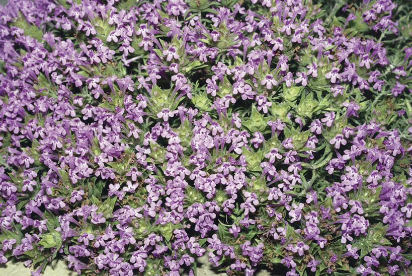 无人,横图,俯视,室外,特写,白天,美景,植物,景观,花,花朵,紫色,自然,景色,摄影,生长,百里香,草本,自然风光,彩图,高角度拍摄,全画面,全框架,全帧,全画幅