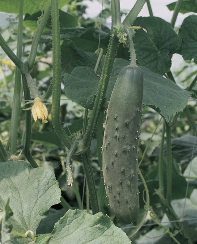 无人,竖图,室外,白天,农业,植物,黄瓜,蔬菜,叶子,吊挂,悬挂,茎,挂,饮食,绿色,素食,摄影,有机食品,生长,彩图