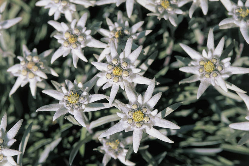 无人,横图,俯视,室外,特写,白天,爱情,快乐,幸福,农业,植物,叶子,田地,玛格丽特,雏菊,花瓣,花朵,白色,菊花,活力,摄影,生长,希望,吉祥,坚强,和平,离别,高洁,延命菊,幸福花,春菊,马兰头花,长寿,暗恋,纯情,单恋,怀恋,清净,真情,寿客,秋菊,火绒草,天真,彩图,高角度拍摄,愉快