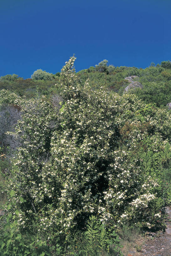 无人,竖图,室外,白天,旅游,度假,美景,森林,植物,地形,景观,云,娱乐,天空,自然,享受,休闲,景色,放松,摄影,生长,宁静,自然风光,桉树,番樱桃,彩图