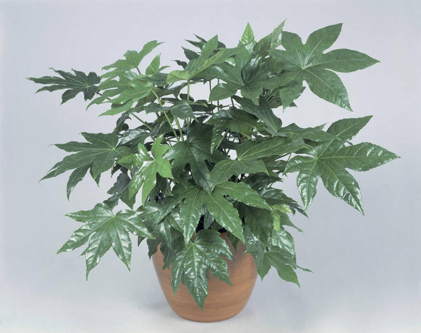 无人,横图,室内,特写,植物,叶子,一个,自然,摄影,生长,单个,八角金盘,五加科,八角金盆,八叶金盘,彩图,影棚拍摄