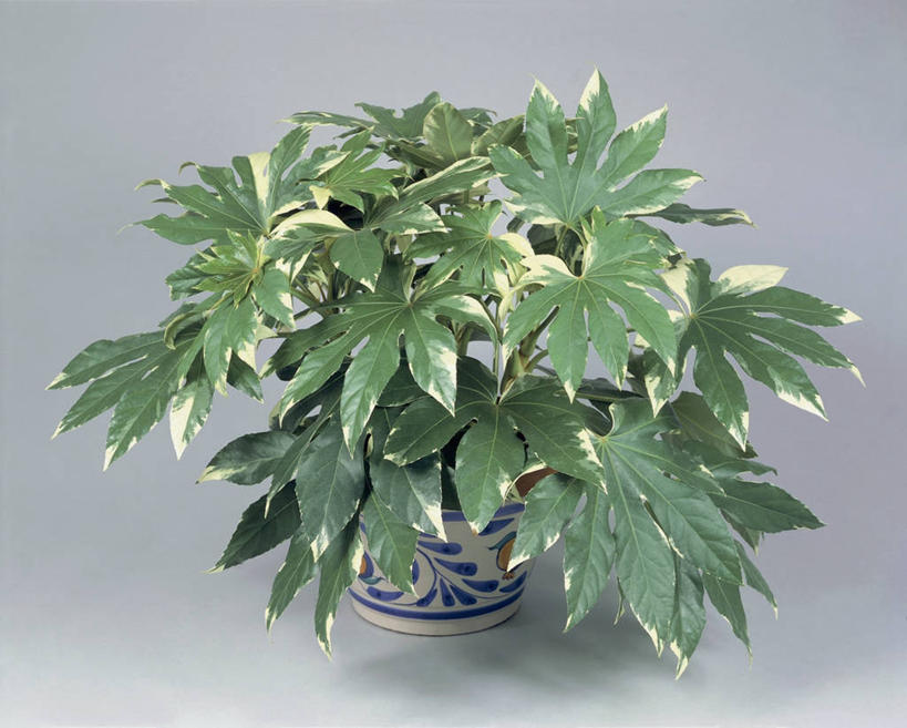 无人,横图,室内,特写,植物,叶子,一个,绿色,摄影,生长,单个,五加科,彩图,影棚拍摄