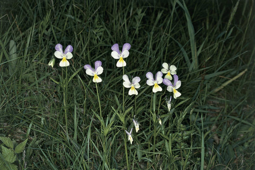 无人,横图,室外,白天,森林,植物,紫罗兰,叶子,田地,花,花朵,摄影,生长,三色紫罗兰,彩图