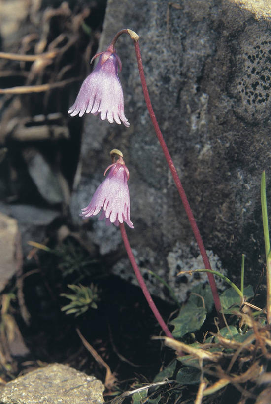 无人,竖图,室外,特写,白天,植物,茎,花,花朵,摄影,生长,岩石,彩图,报春花科