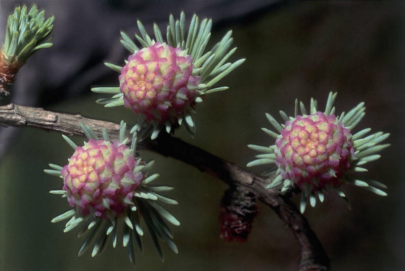 无人,横图,室外,特写,白天,植物,叶子,圆锥,枝,花,花朵,树,摄影,生长,落叶松,彩图,欧洲落叶松
