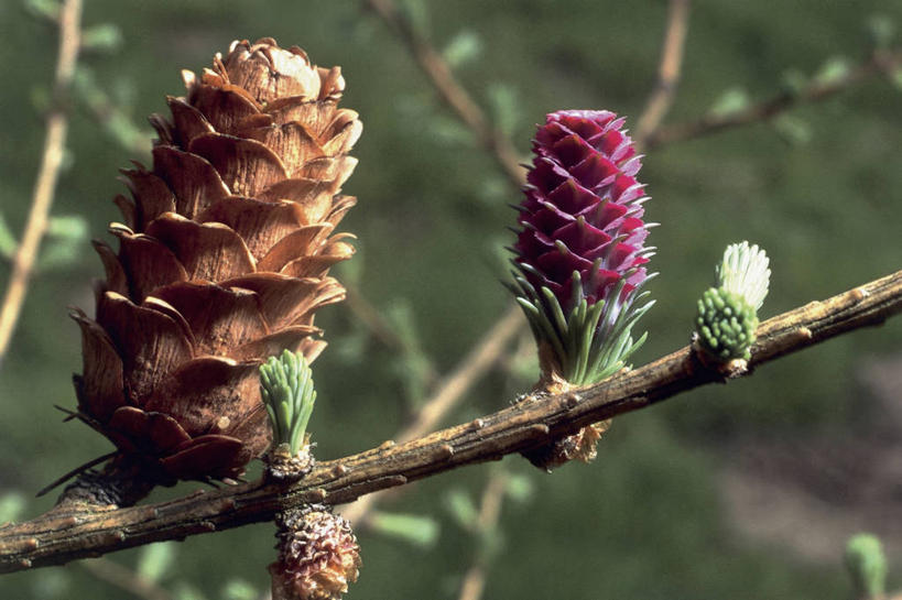 无人,横图,室外,特写,白天,植物,叶子,圆锥,枝,花,花朵,树,摄影,生长,落叶松,彩图,欧洲落叶松