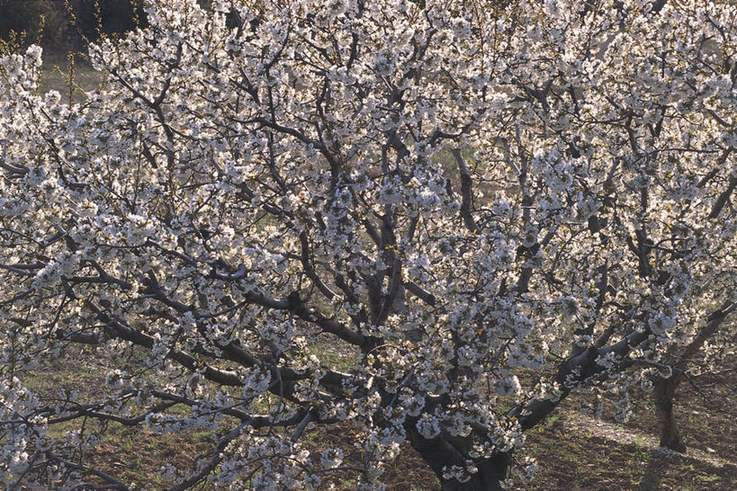 无人,横图,室外,白天,樱花,田地,樱桃树,花,树,自然,春天,季节,摄影,生长,彩图,欧洲酸樱桃