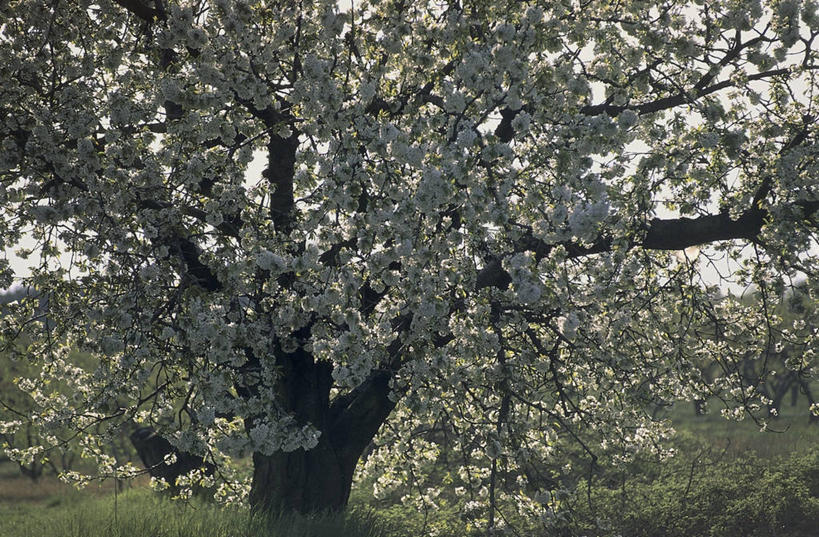 无人,横图,室外,白天,樱花,田地,樱桃树,花,树,自然,摄影,生长,彩图,欧洲酸樱桃