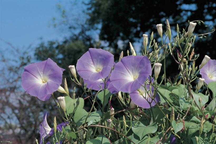 无人,横图,室外,特写,白天,美景,植物,景观,花瓣,树,紫色,自然,景色,摄影,生长,自然风光,万里无云,月光花,牵牛花,彩图