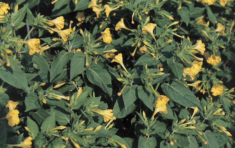 无人,横图,俯视,室外,特写,白天,背景,植物,叶子,九重葛,三角梅,自然,摄影,生长,三叶梅,毛宝巾,簕杜鹃,叶子花,叶子梅,南美紫茉莉,三角花,彩图,高角度拍摄,全画面,全框架,全帧,全画幅