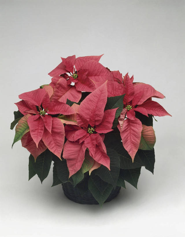 无人,竖图,室内,特写,白色背景,植物,叶子,花盆,园艺,一个,红色,自然,摄影,猩猩木,生长,单个,彩图,影棚拍摄