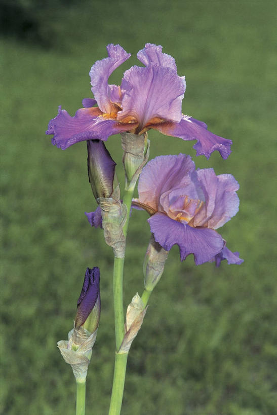 无人,竖图,室外,特写,白天,爱情,友谊,美景,植物,叶子,景观,鸢尾花,茎,花瓣,自然,景色,摄影,生长,鸢尾,自然风光,紫蝴蝶,蓝蝴蝶,扁竹花,彩图,爱丽丝,爱丽丝花