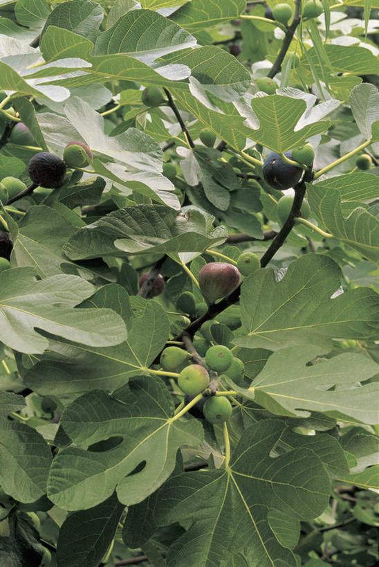 无人,竖图,室外,特写,白天,水果,叶子,树,自然,摄影,生长,无花果树,彩图,无花果叶