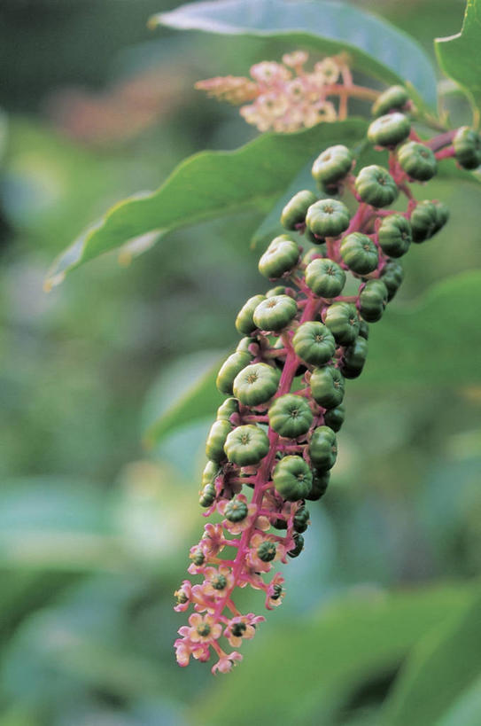 无人,竖图,室外,特写,白天,植物,浆果,水果,生食,自然,摄影,生长,美洲商陆,嫩枝,彩图,花序