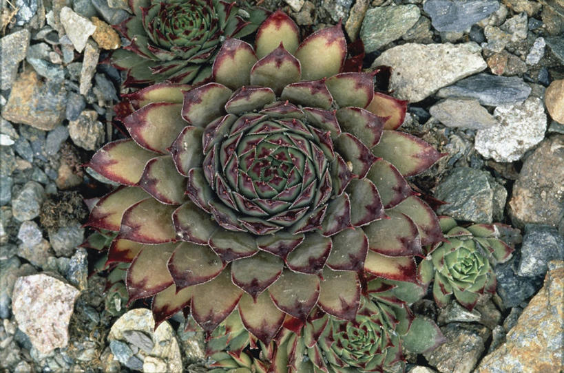 无人,横图,俯视,室外,特写,白天,植物,花,花瓣,自然,摄影,生长,石莲花,草本,岩石,彩图,高角度拍摄,肉质植物