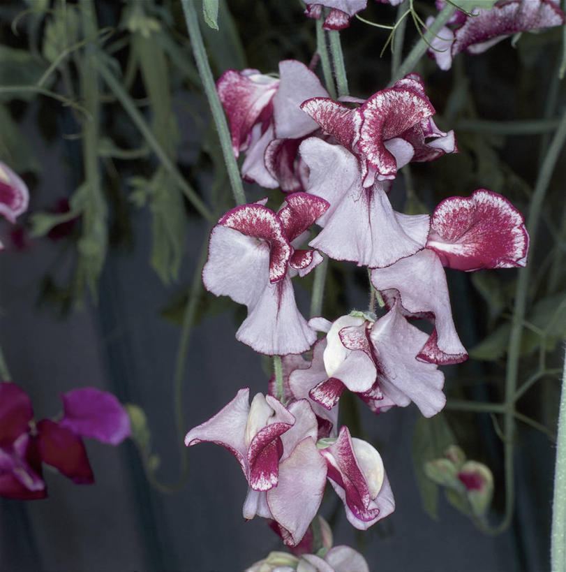 无人,方图,室外,特写,白天,美景,植物,景观,香豌豆,花瓣,自然,景色,摄影,生长,自然风光,彩图