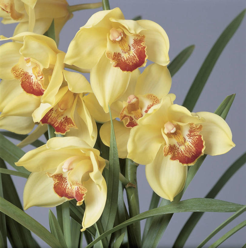 无人,方图,室内,特写,植物,叶子,花瓣,黄色,自然,摄影,高雅,雄蕊,清新,蕙兰,淡泊,花中君子,兰花,彩图