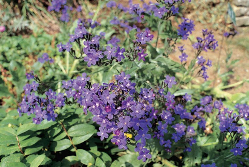 无人,横图,室外,特写,白天,植物,叶子,花,花瓣,紫色,自然,摄影,生长,清新,琉璃苣,彩图