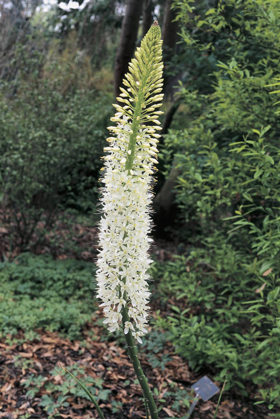 无人,竖图,室外,特写,白天,植物,百合花,茎,花蕾,树,自然,摄影,落下,生长,彩图,百合科