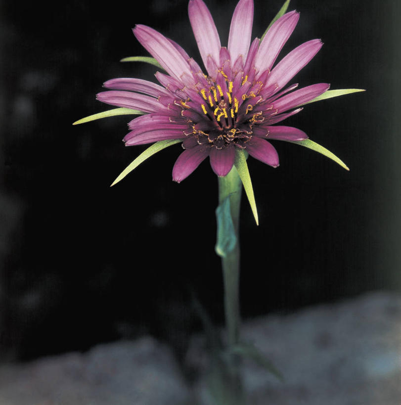 无人,方图,室外,特写,夜晚,爱情,快乐,幸福,植物,茎,玛格丽特,雏菊,花,花瓣,自然,菊花,活力,摄影,生长,希望,吉祥,坚强,雄蕊,和平,婆罗门参,离别,高洁,延命菊,幸福花,春菊,马兰头花,长寿,暗恋,纯情,单恋,怀恋,清净,真情,寿客,秋菊,天真,彩图,愉快