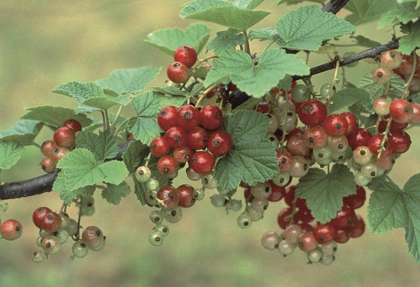 无人,横图,室外,特写,白天,水果,叶子,枝,红色,自然,藤蔓,摄影,生长,清新,红醋栗,藤蔓植物,彩图