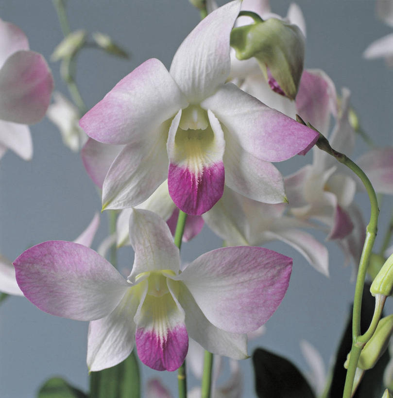 无人,方图,室内,特写,植物,茎,石斛,花瓣,自然,摄影,清新,兰花,彩图,影棚拍摄