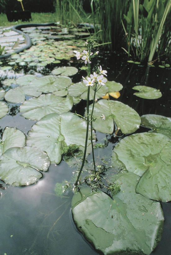 无人,竖图,俯视,室外,白天,植物,漂浮,反射,池塘,茎,自然,摄影,生长,水生植物,彩图,高角度拍摄,报春花科