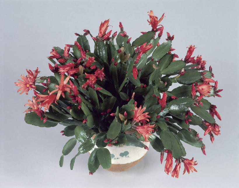 无人,横图,室内,特写,植物,仙人掌,叶子,一个,摄影,生长,单个,圣诞仙人掌,彩图,影棚拍摄,肉质植物