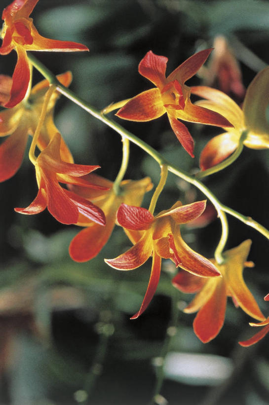 无人,竖图,室外,特写,白天,植物,茎,石斛,花瓣,红色,自然,摄影,生长,清新,兰花,彩图