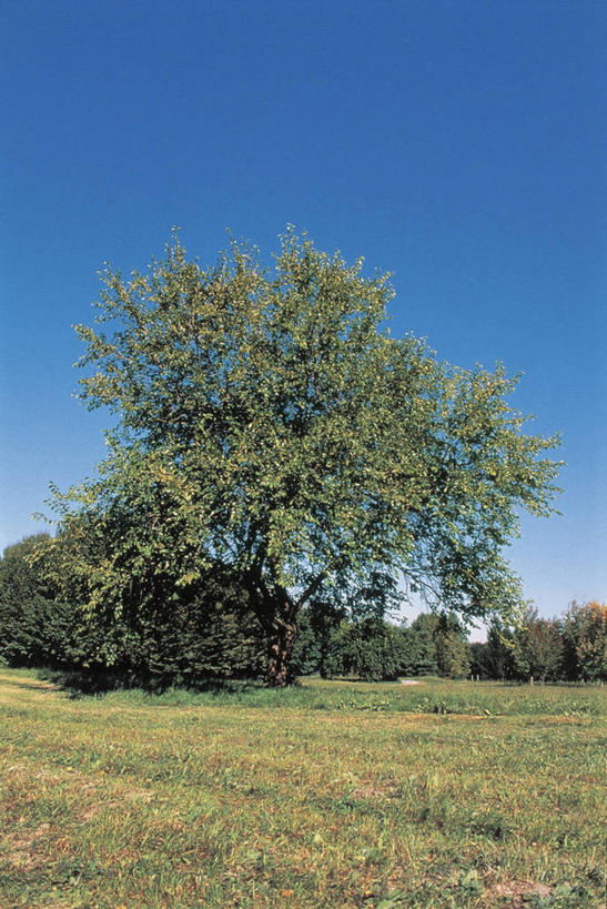 无人,竖图,室外,白天,田地,草,树,自然,摄影,生长,落叶树,万里无云,无花果树,彩图